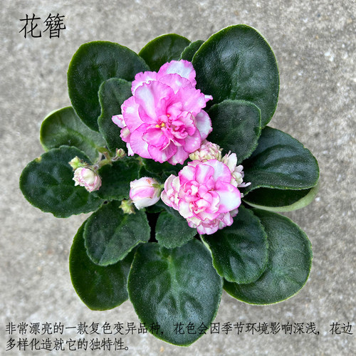 重瓣非洲堇巴蕾紫罗兰盆栽带花办公室内好养四季开花喜阴花卉植物 - 图2