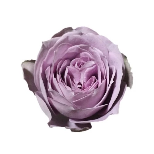 新品欧洲切花月季蓝色绒球超级多头勤花玫瑰花苗盆栽植物花卉绿植 - 图3