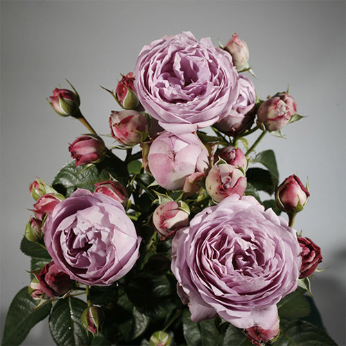 新品欧洲切花月季蓝色绒球超级多头勤花玫瑰花苗盆栽植物花卉绿植 - 图2