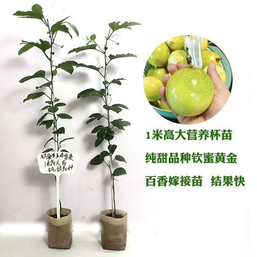 广西纯甜黄金百香果树苗1米高特大百香果苗阳台盆栽种植四季结果 - 图2