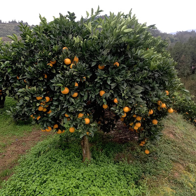 Mayang Bingtang Orange Freshly Picked Seasonal Fruits