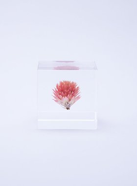 千日红创意标本礼物送孩子