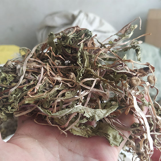 野生蒲公英500g 整颗 自晒中草药包邮 - 图0