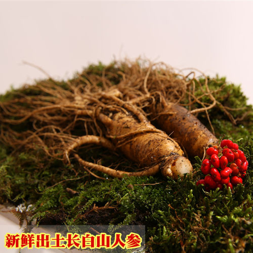 现挖吉林人参长白山脉带土新鲜人参 煲汤泡酒泡水人参 包邮 - 图1