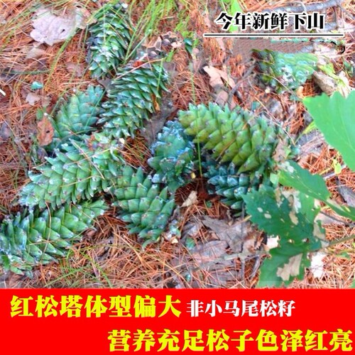 2025东北长白山脉未加工生熟红松新鲜松子大松籽孕妇坚果包邮 - 图1