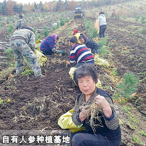 长白山脉精选人参片 白参片 生晒参切片 免费打粉包邮 - 图1