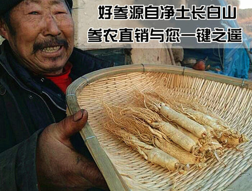 新晒长白山脉人参东北生晒白参干包邮新鲜白参免费打粉 - 图2