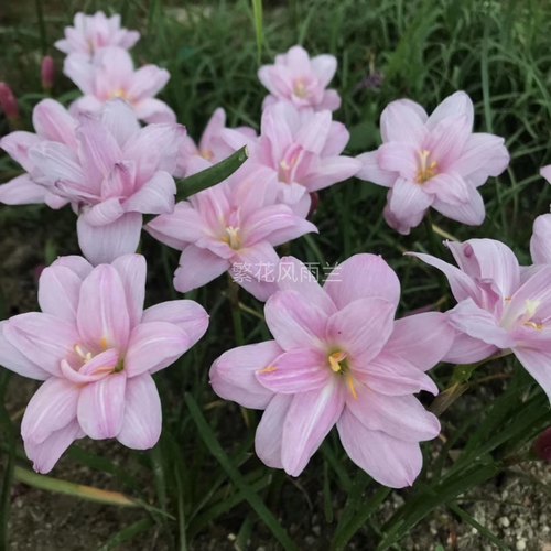 满28元包邮，重瓣拉风，重瓣拉风风雨兰多瓣风雨兰耐热植物 - 图0