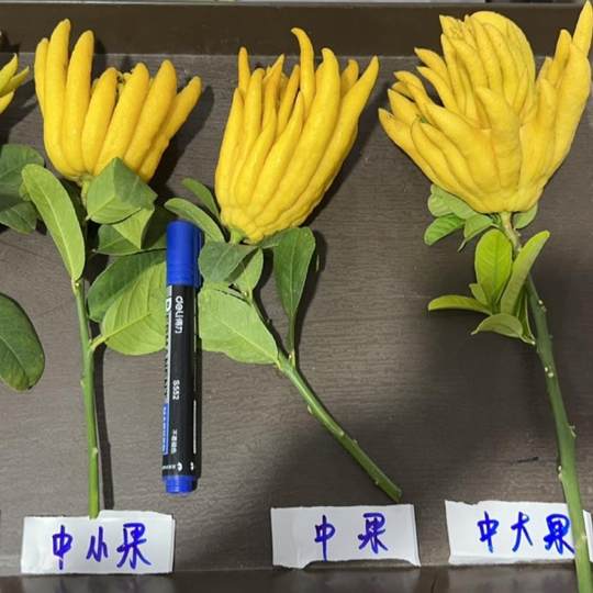 La mano recién recogida del Buda Jinhua para verla