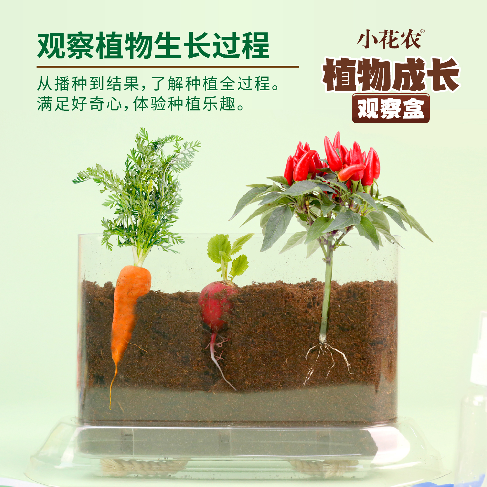 儿童种植观察盒小盆栽小农场神奇创意迷你植物发芽根系生长观察窗 - 图2