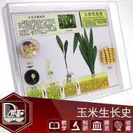 植物的生长过程 新人首单立减十元 21年8月 淘宝海外