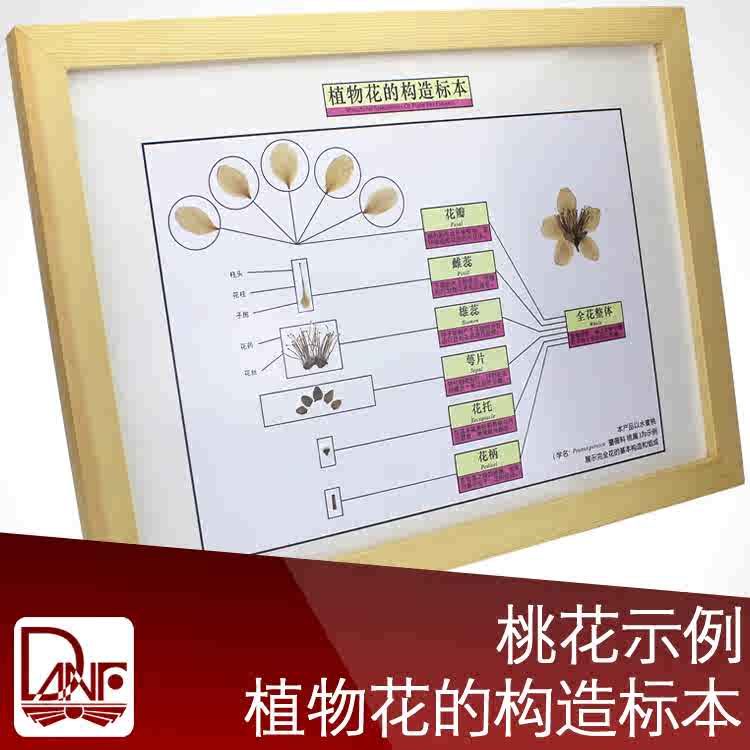 植物构造 新人首单立减十元 21年9月 淘宝海外