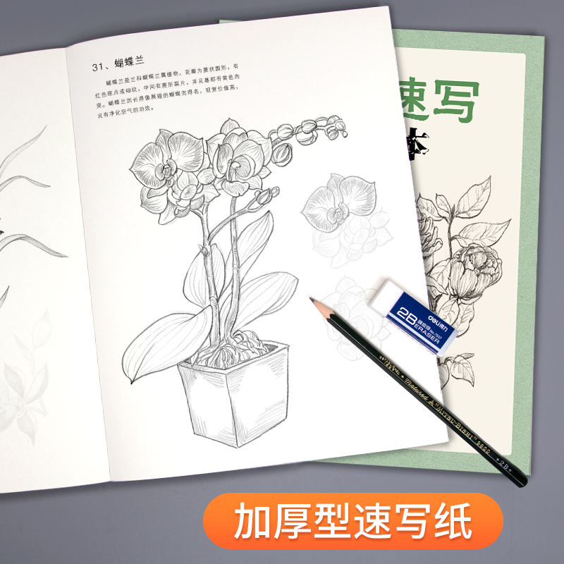 经典全集 花卉速写描摹本 零基础画画入门新手自学教程书籍线描花卉临摹手绘初学者学绘画教材铅笔画素描速写描摹画稿美院名师范画 - 图2