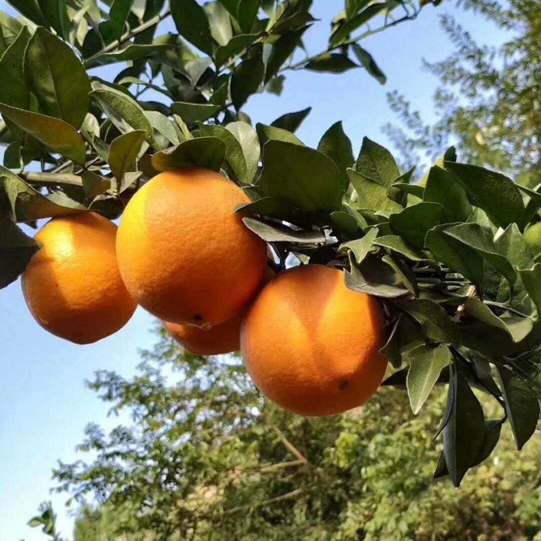 湖南脐橙石门纽荷尔脐橙孕妇新鲜水果柳荷尔甜橙子10现摘整箱十斤,淘宝优惠券,粉丝福利购,淘宝优惠卷