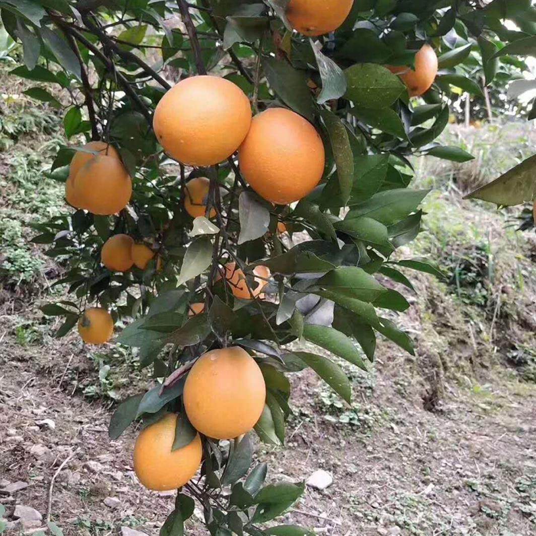 湖南脐橙石门纽荷尔脐橙孕妇新鲜水果柳荷尔甜橙子10现摘整箱十斤,淘宝优惠券,粉丝福利购,淘宝优惠卷
