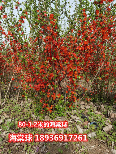 庭院花卉 铁杆海棠 海棠 贴梗海棠树苗 盆栽长寿冠 量大从优 - 图1