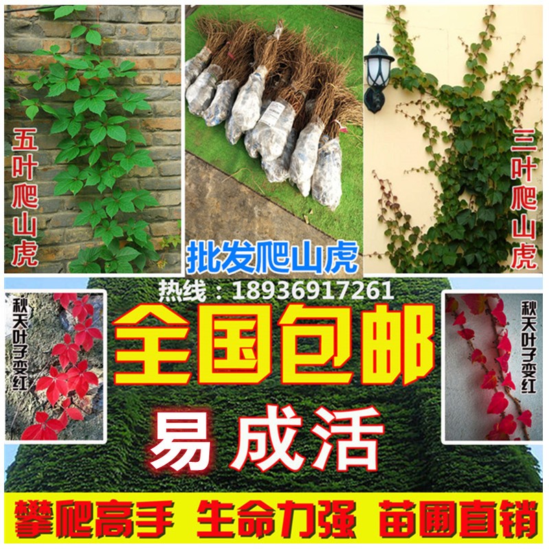 爬山虎爬藤植物四季爬山虎苗盆栽户外绿化三叶五叶爬墙虎苗攀援 - 图1