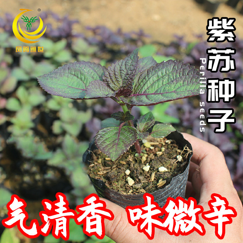 紫苏种子绿苏香草盆栽阳台四季可种植食用苏子叶种籽蔬菜种孑种苗,淘宝优惠券,粉丝福利购,淘宝优惠卷