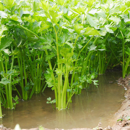 芹菜种籽速生小香芹种子四季香味浓细芹庭院阳台盆栽蔬菜种孑 - 图2