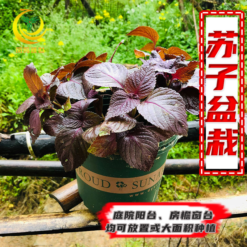 紫苏种子绿苏香草盆栽阳台四季可种植食用苏子叶种籽蔬菜种孑种苗,淘宝优惠券,粉丝福利购,淘宝优惠卷