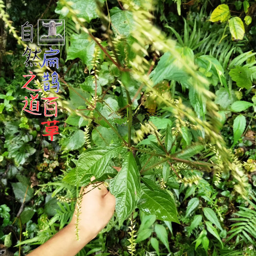 神农架 怀牛膝个子250克野生药材全根泡茶炖汤泡酒滋补包邮 - 图0