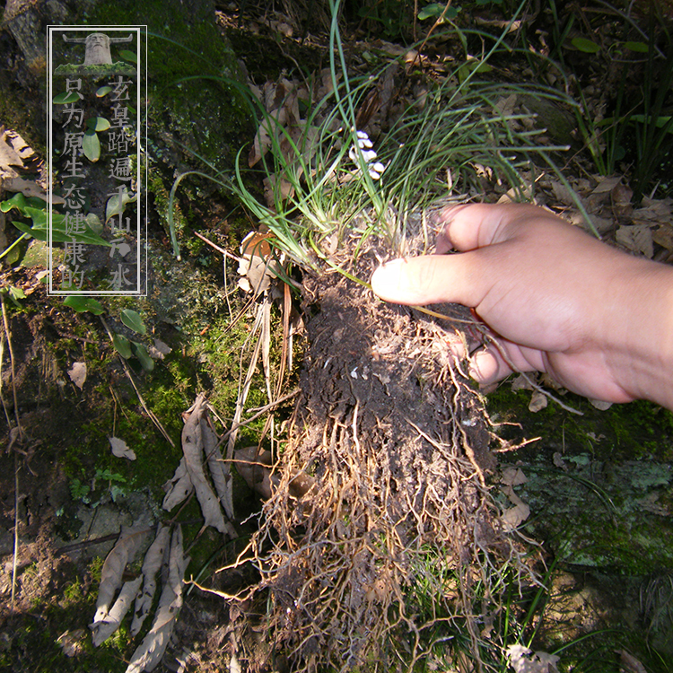 神农架 纯野生麦冬 100克高山采挖麦门冬晒干芳香高药效 2件包邮 - 图0