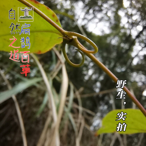 神农架  野生勾藤含勾70%钩藤含量高钓藤吊藤藤钩子250克药材包邮 - 图0