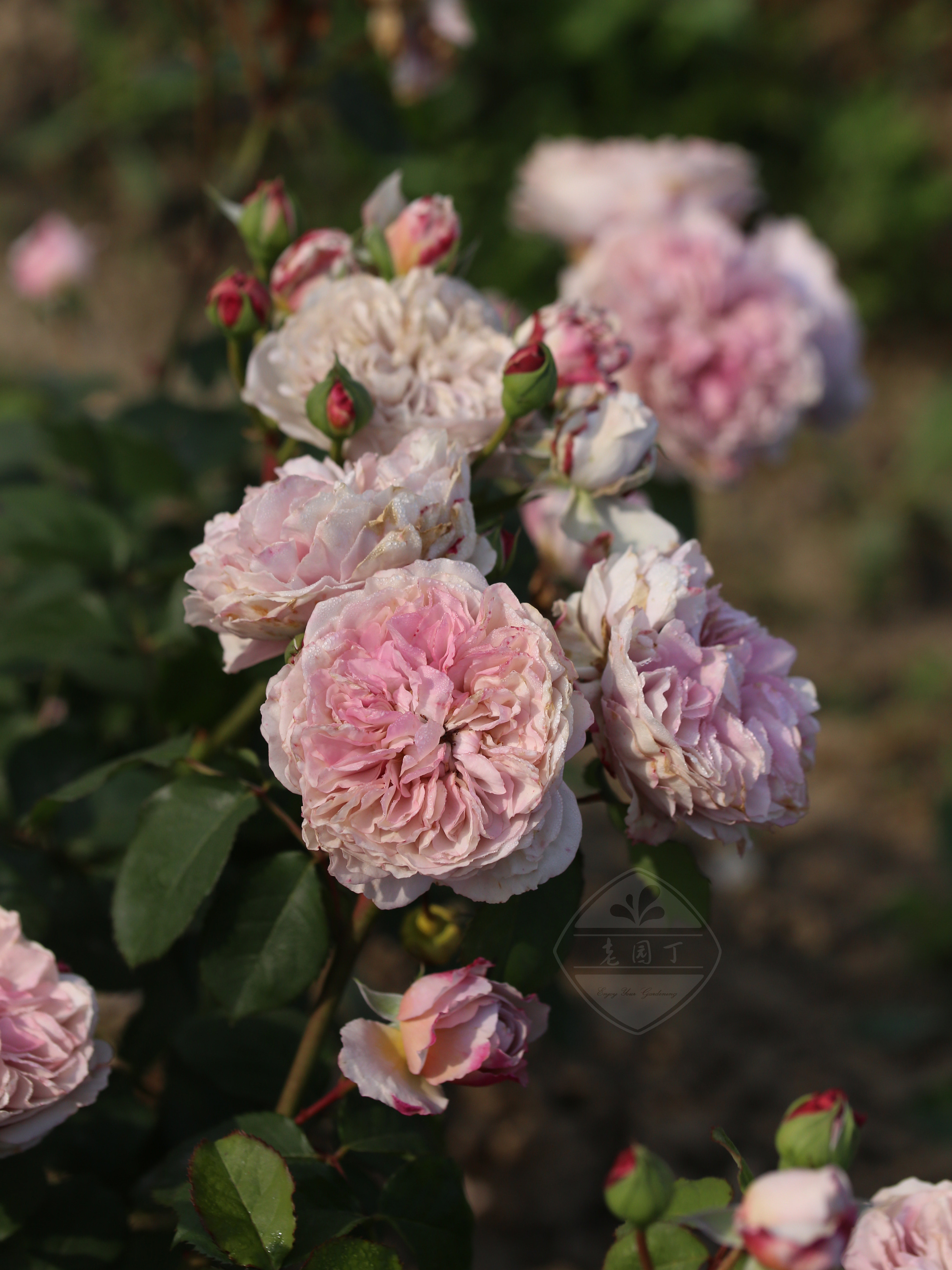 木星的颜色 P11盆藤本月季 复古灰粉紫色 老园丁庭院盆栽爬藤花卉,淘宝优惠券,粉丝福利购,淘宝优惠卷