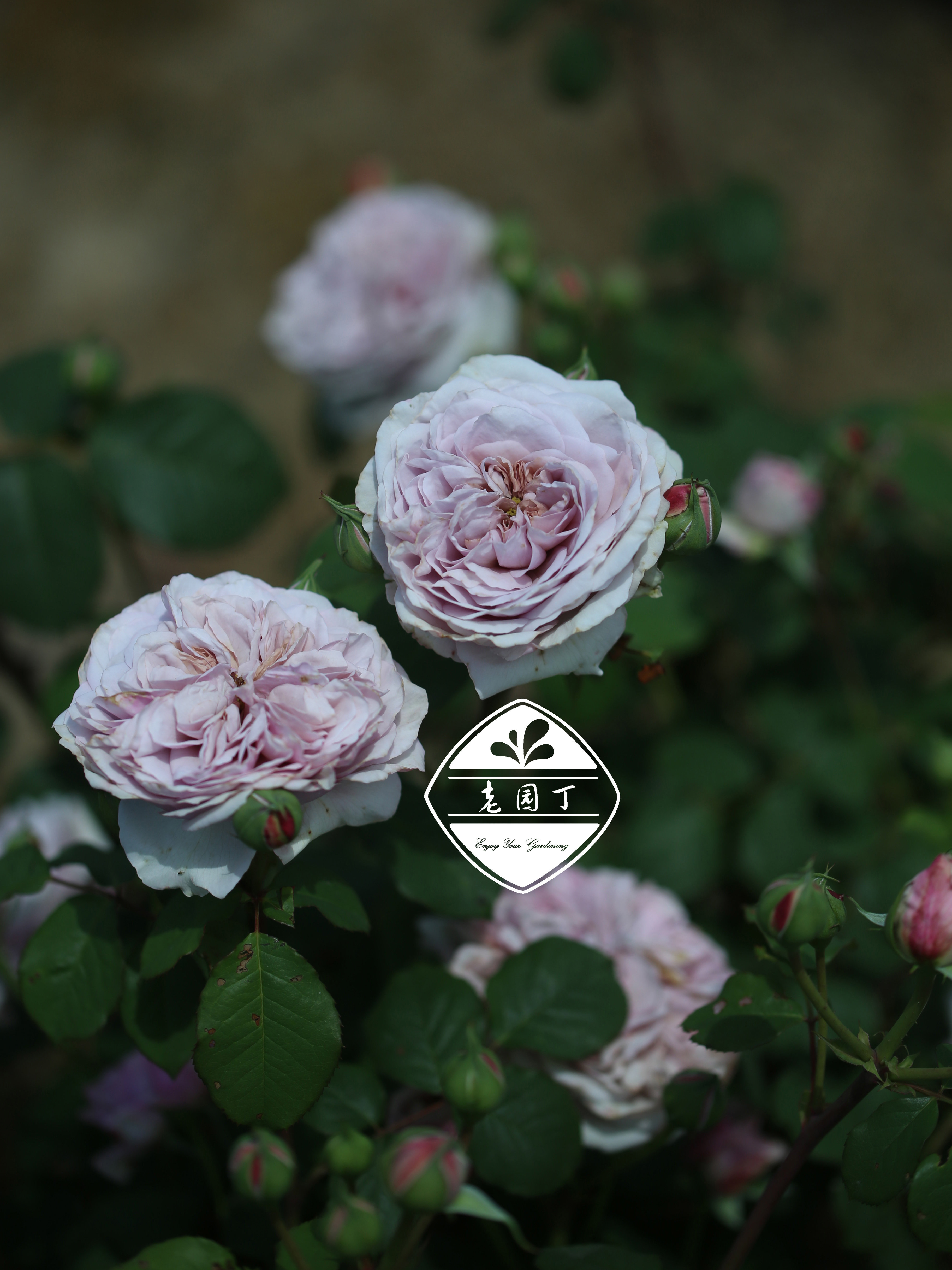 木星的颜色 P11盆藤本月季 复古灰粉紫色 老园丁庭院盆栽爬藤花卉,淘宝优惠券,粉丝福利购,淘宝优惠卷