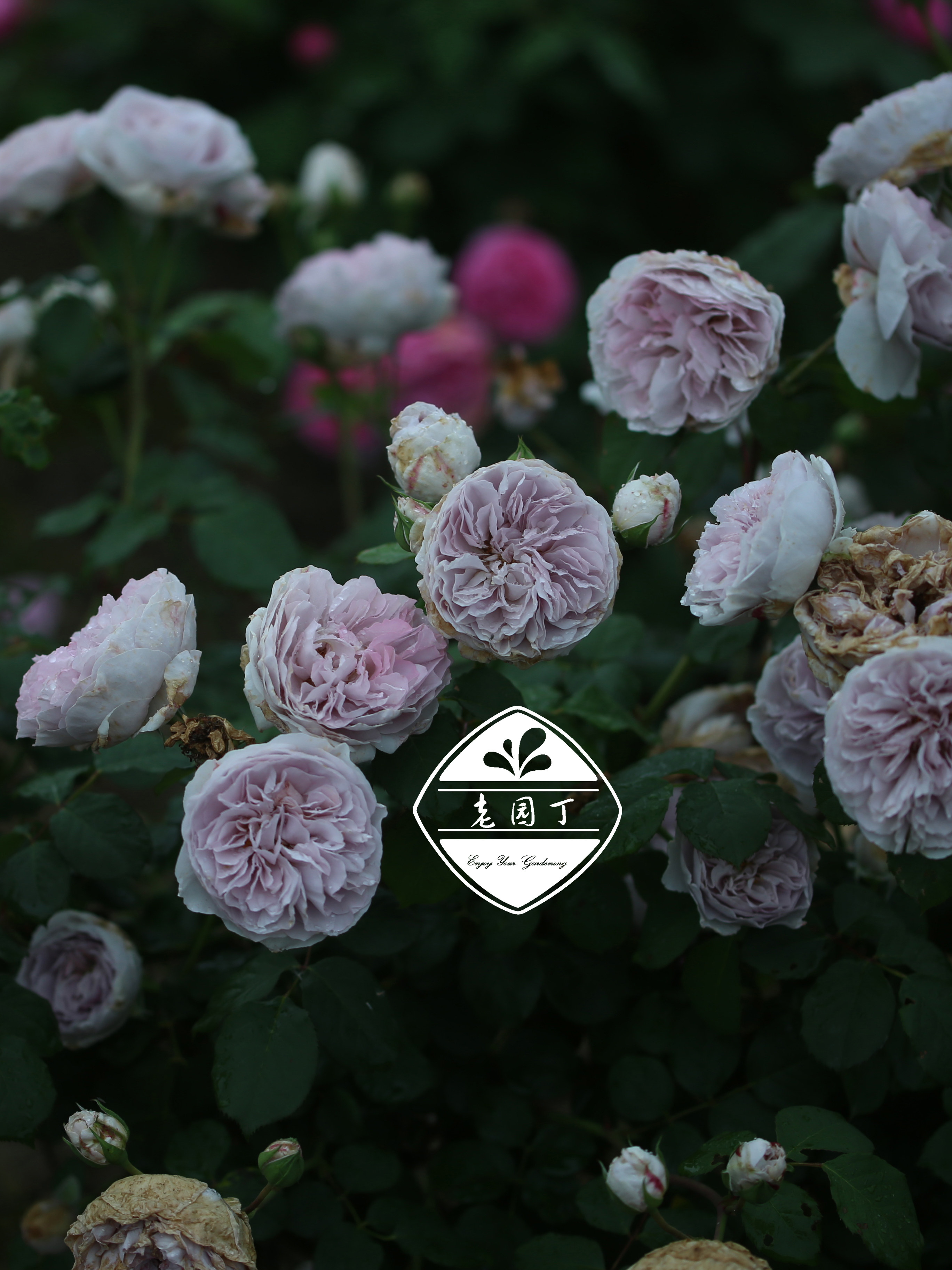 木星的颜色 P11盆藤本月季 复古灰粉紫色 老园丁庭院盆栽爬藤花卉,淘宝优惠券,粉丝福利购,淘宝优惠卷