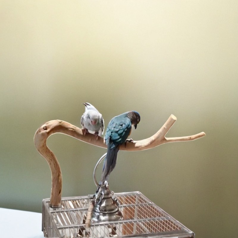 鹦鹉站杆天然随型野梨木树杈木质坚硬耐啃咬纹理清晰鸟笼玩具原木,淘宝优惠券,粉丝福利购,淘宝优惠卷