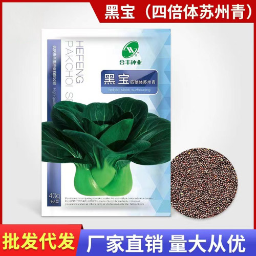 上海青种籽一斤四季播小青菜小油菜白菜种籽高产阳台盆栽蔬菜种孓 - 图0