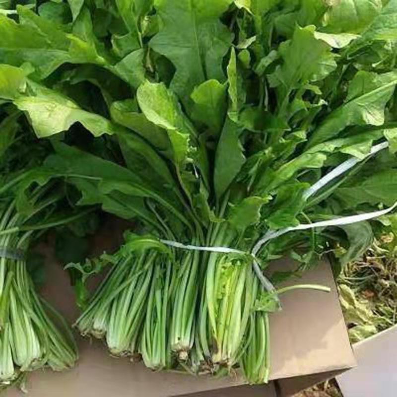 野生荠荠菜大叶野菜种子芨荠菜种籽阳台庭院四季盆栽散装蔬菜种孓 - 图2