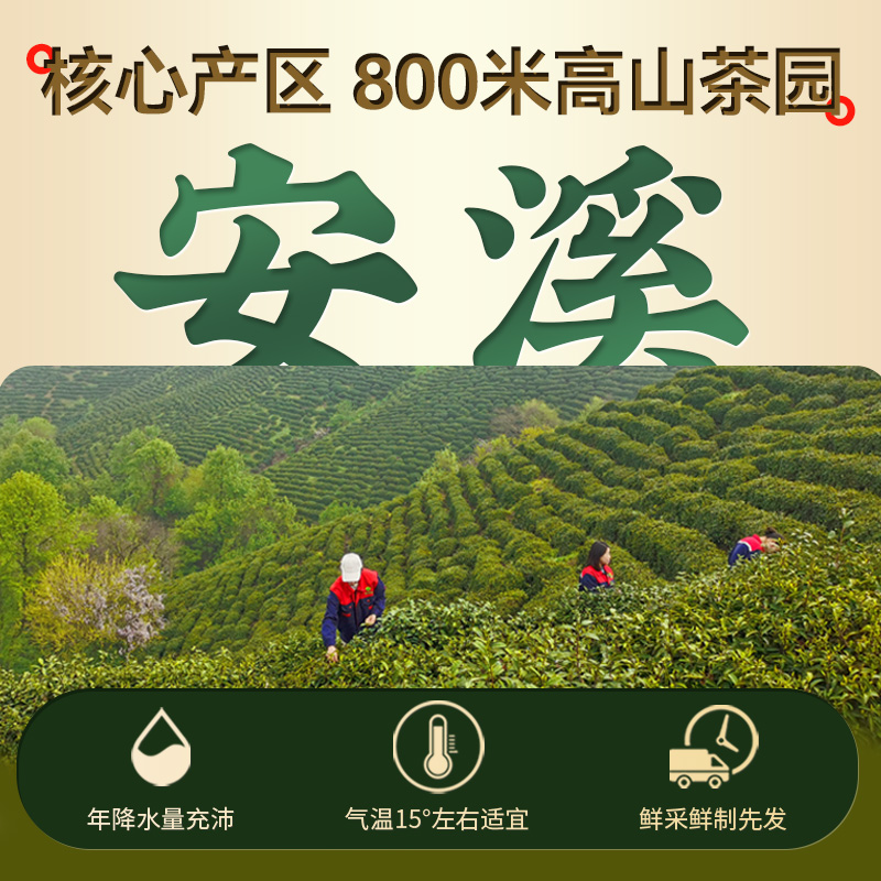 乐品乐茶铁观音茶叶特级清香型乌龙茶散装礼袋款126g*2-图3