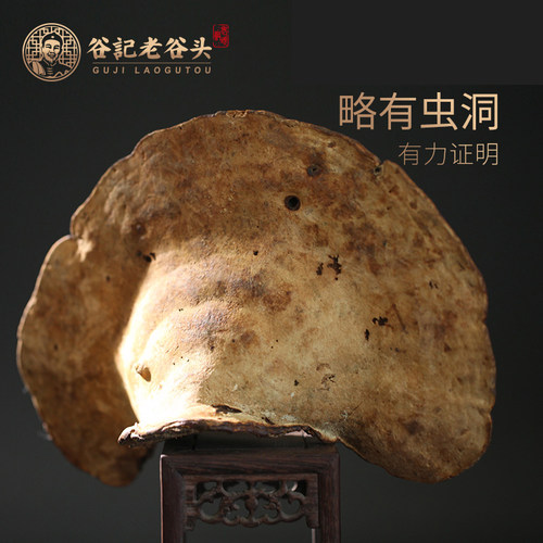 老谷头生灵芝户外生长无柄赤芝赤灵芝红芝林芝元精芝灵芝片 - 图2