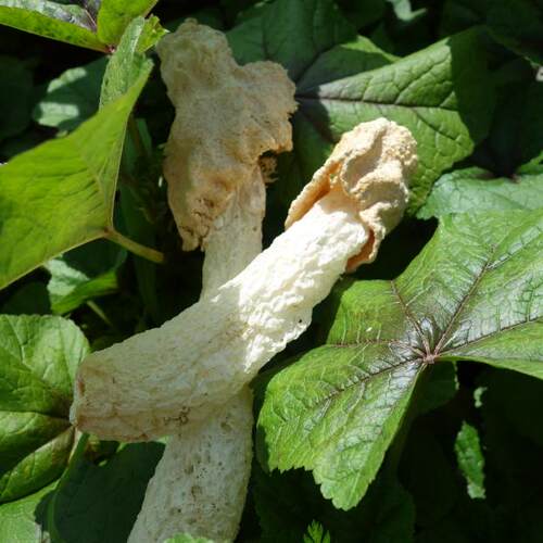 竹荪竹笙天然无硫熏菇蕾农家自产干货特产直销1斤肉厚蘑菇菌 - 图0