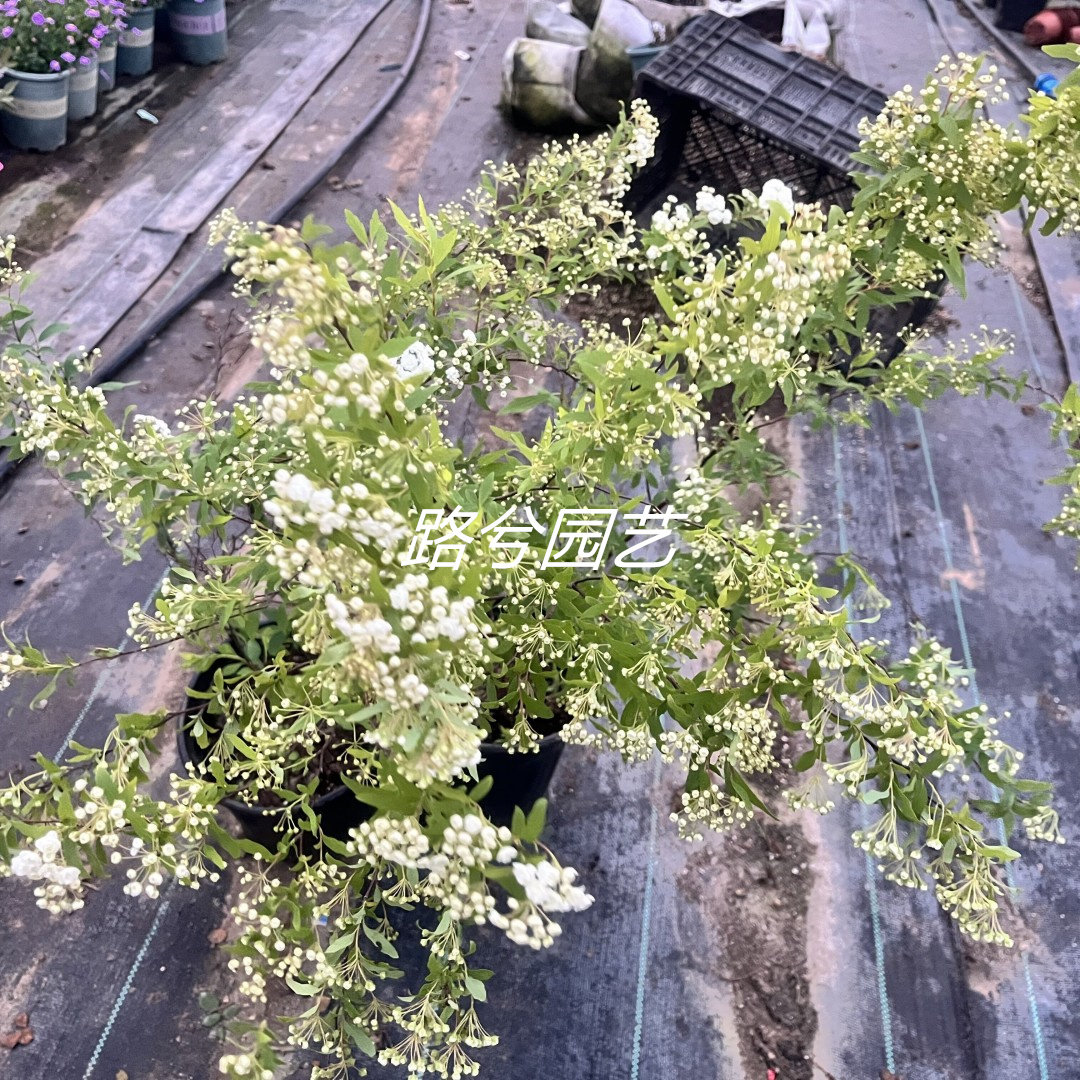 路兮小农民重瓣绣线菊小手球粉色喷雪花耐寒耐热庭院阳台盆栽切花,淘宝优惠券,粉丝福利购,淘宝优惠卷