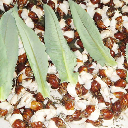 白玉蜗牛活体宠物蜗牛学生科学课蜗牛美容儿童宠物食用大蜗牛免邮 - 图0