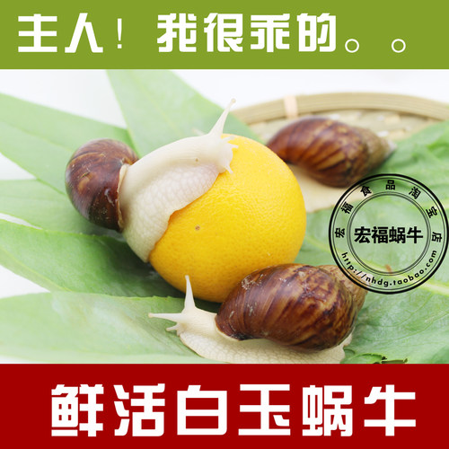 白玉蜗牛活体宠物蜗牛 学生观察课专用蜗牛 美容大蜗牛 蜗牛养殖 - 图2