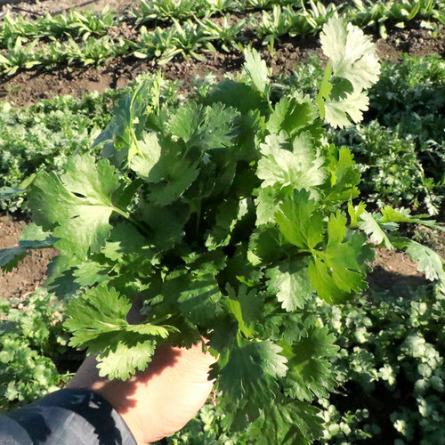 香菜种籽老品种 香菜种子 四季 大叶小叶香菜籽种 山东 芫荽种籽 - 图1
