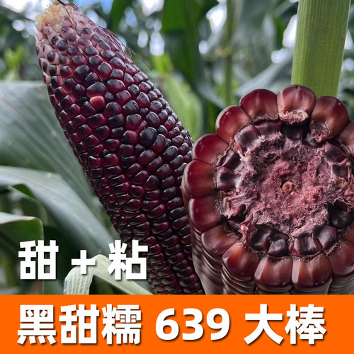 黑玉米糯玉米种籽甜加糯玉米种籽粘玉米种籽甜糯早熟四季玉米种孑 - 图0