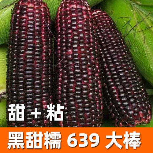 黑玉米糯玉米种籽甜加糯玉米种籽粘玉米种籽甜糯早熟四季玉米种孑 - 图1
