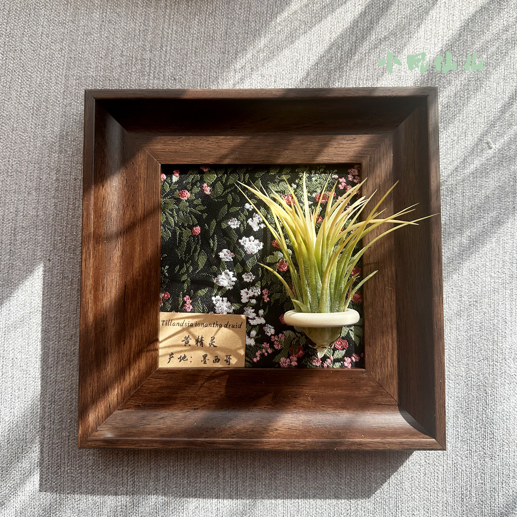 小凤仙儿空气凤梨套餐懒人现代画框桌面墙上深棕色相框5寸新背景,淘宝优惠券,粉丝福利购,淘宝优惠卷
