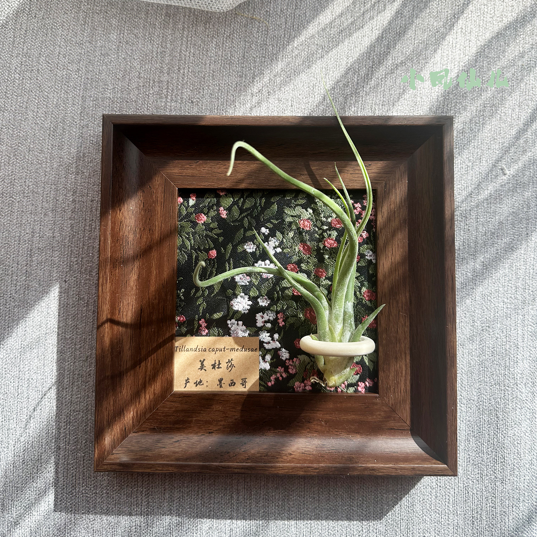 小凤仙儿空气凤梨套餐懒人现代画框桌面墙上深棕色相框5寸新背景,淘宝优惠券,粉丝福利购,淘宝优惠卷