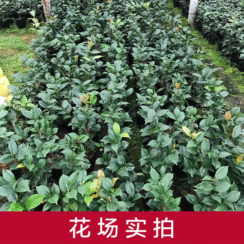 乔伊山茶花盆栽名贵精品一树多色室内外观花植物四季茶花苗带花苞 - 图1