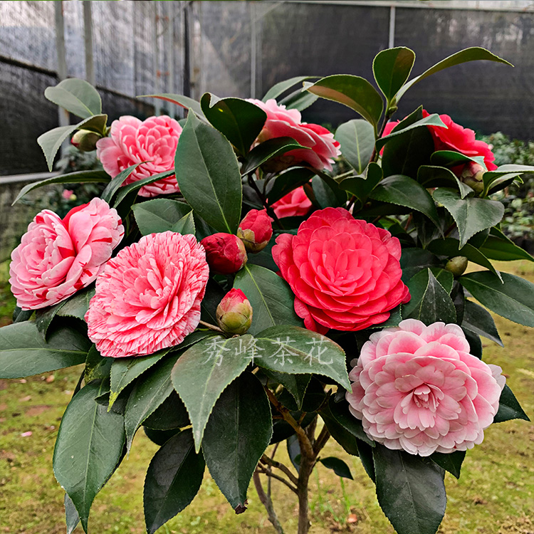 茶花盆栽五色赤丹一树多色室内阳台庭院花卉四季开花茶花苗带花苞