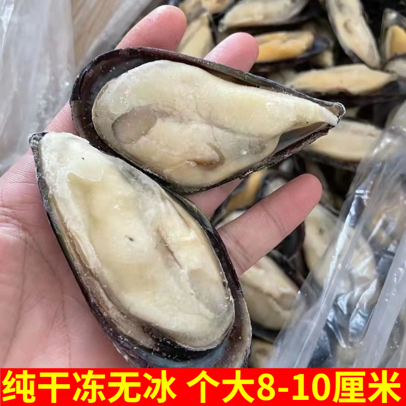 蓝口贝鲜活冷冻冻干商用青口贝贻贝海虹淡菜半壳贝类海鲜7斤 95只-图0