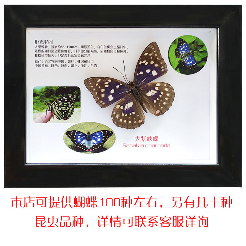 真蝴蝶昆虫标本立体相框图文并茂详情底画装饰摆件科普教学具包邮 - 图1