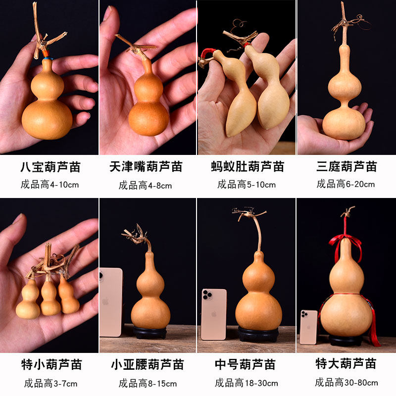 葫芦苗手捻小葫芦种子八宝文玩观赏盆栽特大亚腰葫芦籽大葫芦苗秧,淘宝优惠券,粉丝福利购,淘宝优惠卷