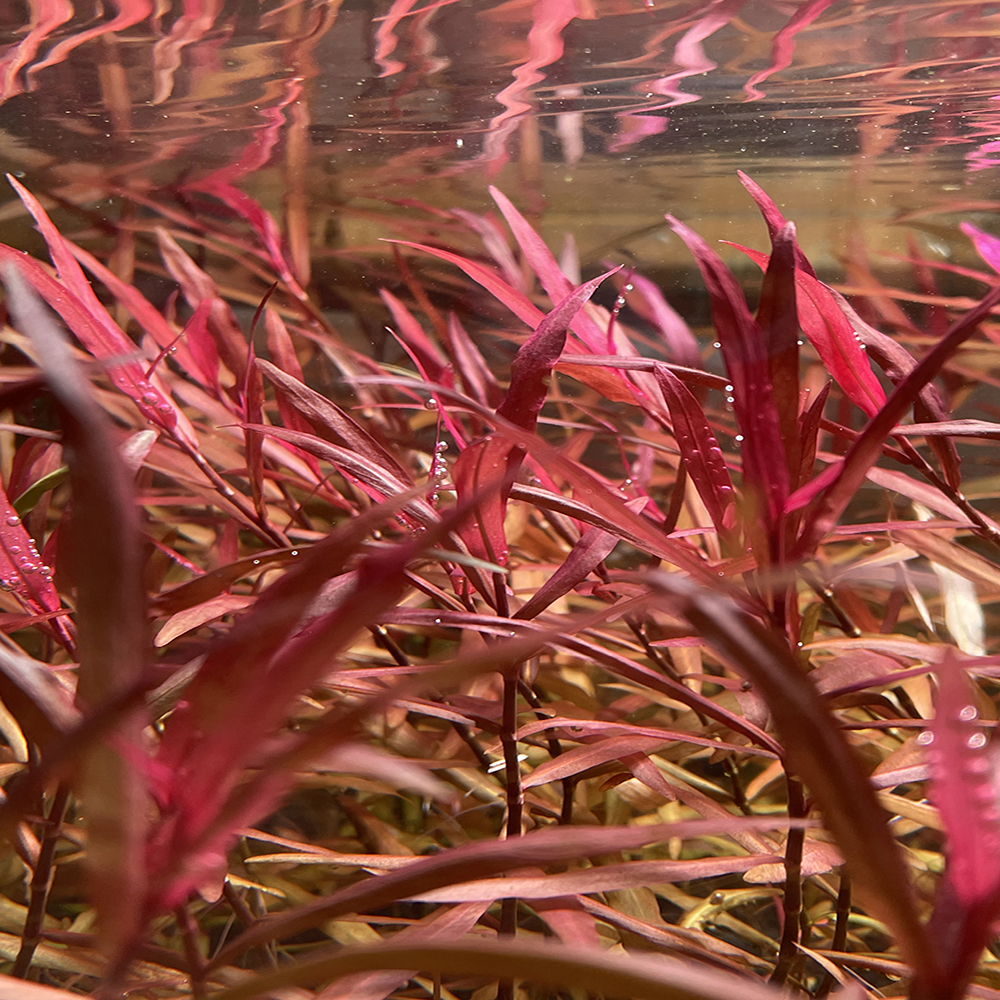 紫艳柳中后景有茎类水草水族箱装饰活体鱼缸造景套餐淡水真植物-图0